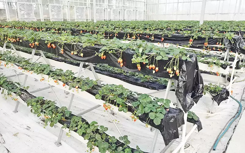 Glass Greenhouse